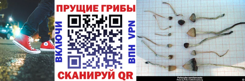 KRAKEN сайт Мантурово Псилоцибиновые грибы Psilocybine cubensis купить закладку